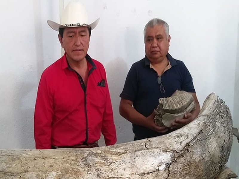 Hallazgos de restos de mamut en Puebla capital