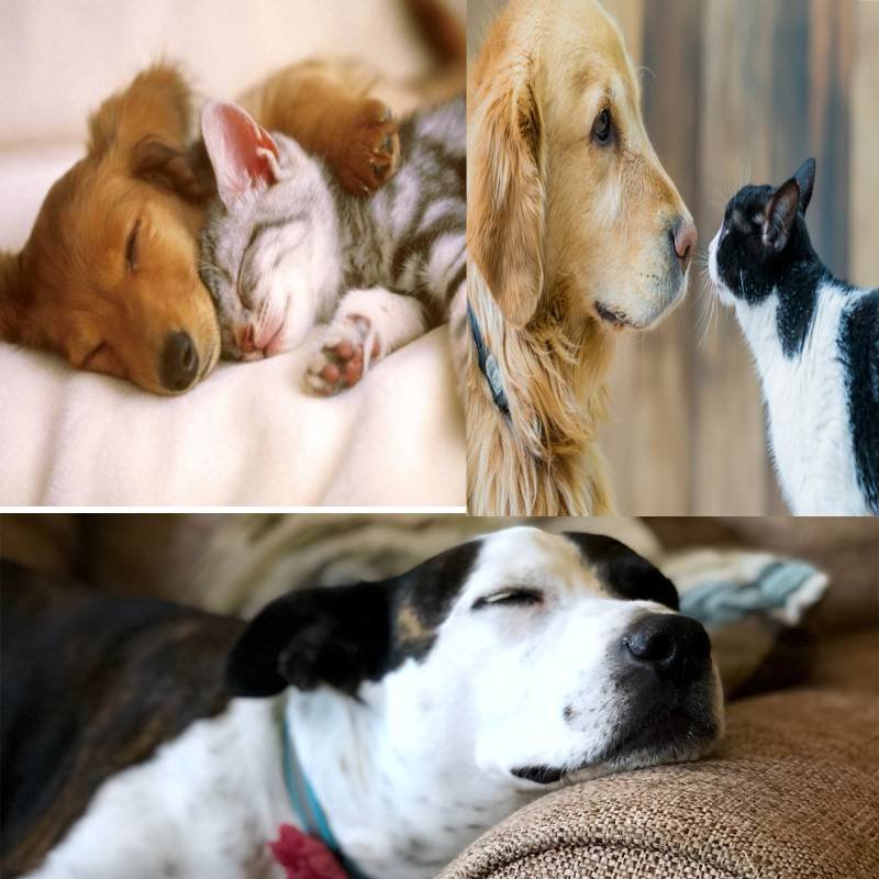 match perros y gatos