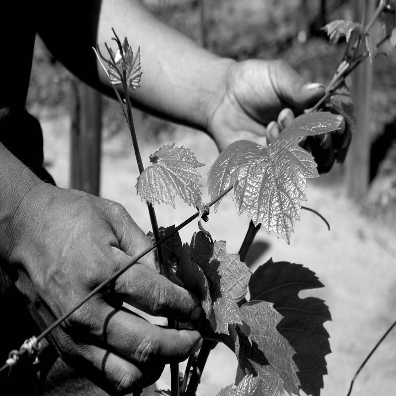 Hugo D'Acosta ruta del vino mexicano