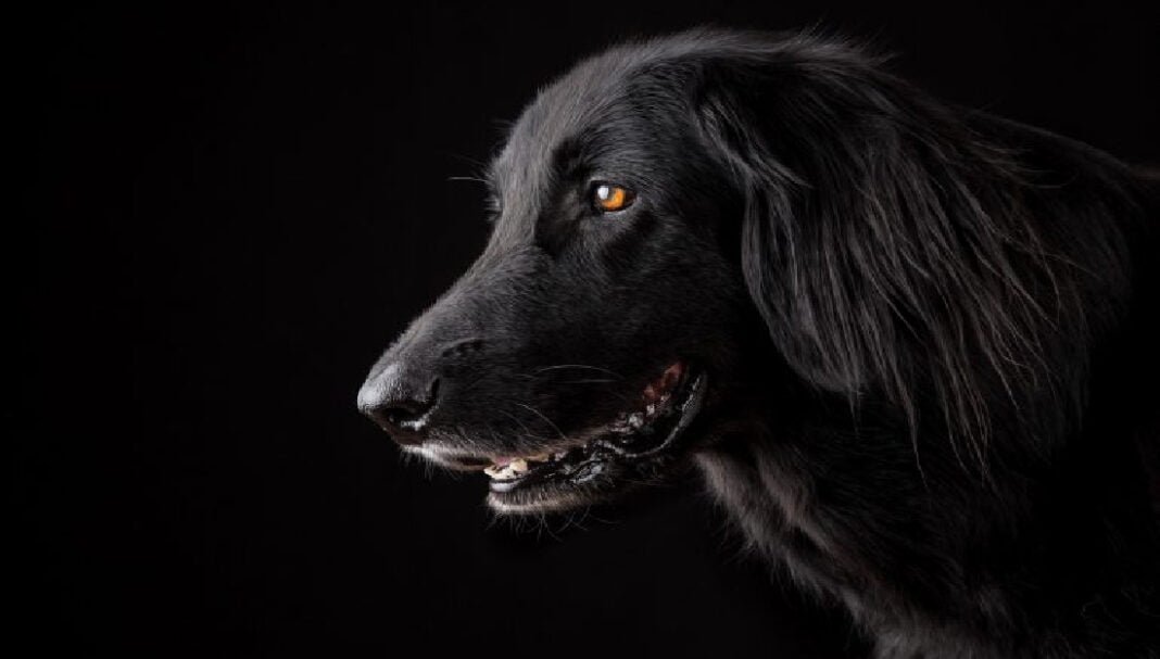 ¿LOS PERROS SONRÍEN?
