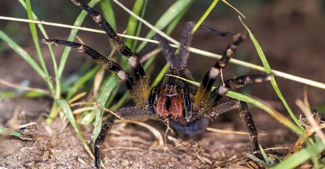 Phoneutria Nigriventer