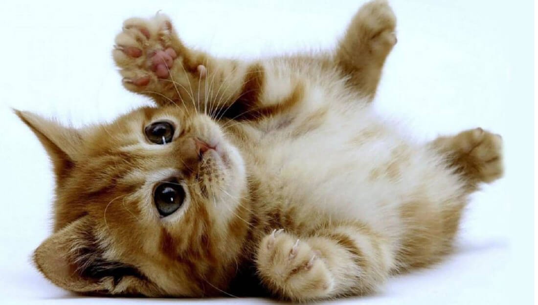 Hoy es el Día Internacional del Gato, te diré veinte curiosidades para conocerlos mejor