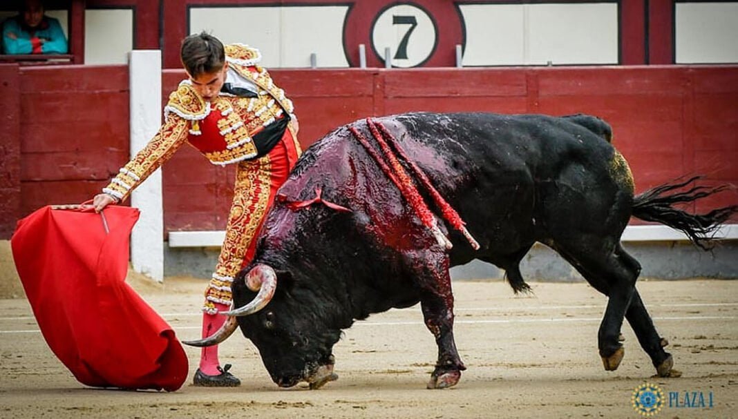 Torero español sufre escalofriante cornada en Madrid