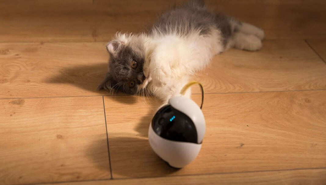 Ebo: El robot que juega con tu gato cuando no estás