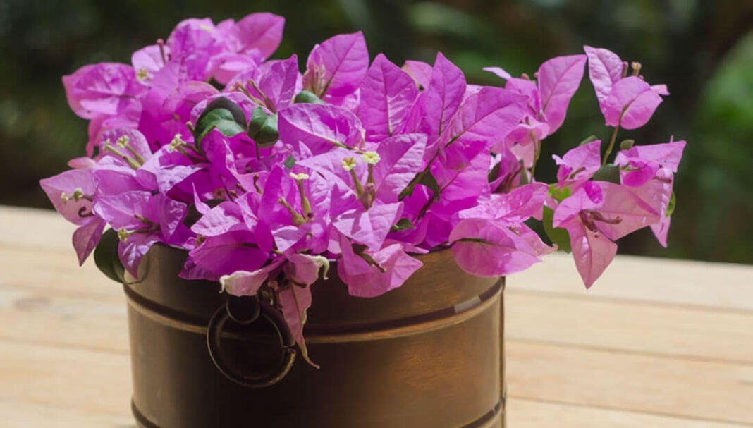 Propiedades medicinales de la flor de bugambilia y cómo aprovecharlas