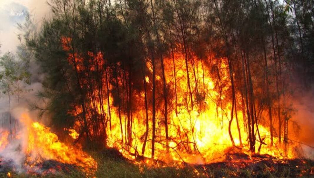 Se registran en Puebla 10 incendios forestales en este año; refuerzan acciones