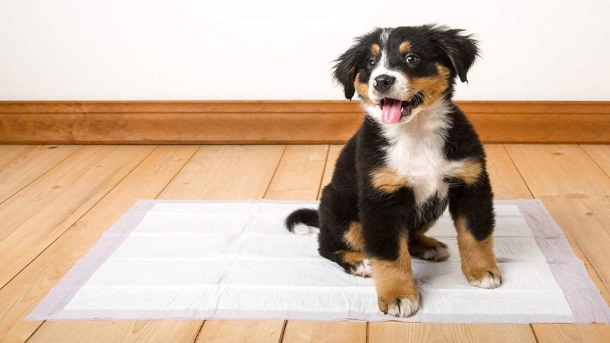 Rutina de higiene para tu perro después del paseo.