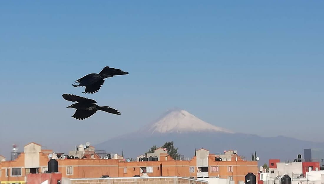 Presenta Popocatépetl casi 16 horas de tremor, dos sismos y 75 exhalaciones
