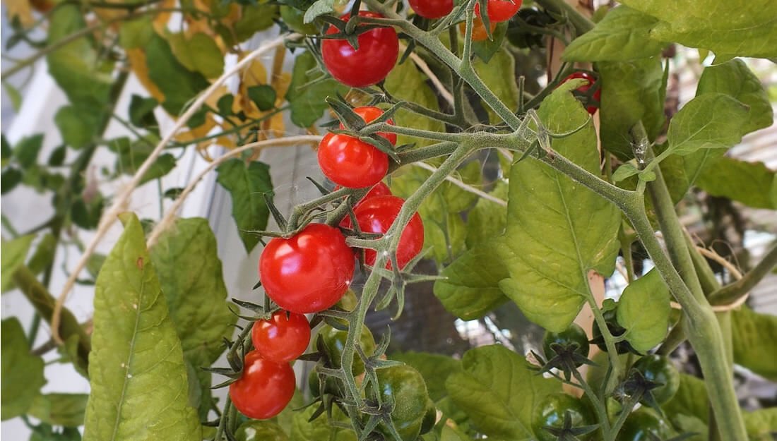 Gobierno de la Ciudad de Puebla impulsa autosuficiencia alimentaria en la capital Gobierno de la Ciudad de Puebla impulsa autosuficiencia alimentaria en la capital