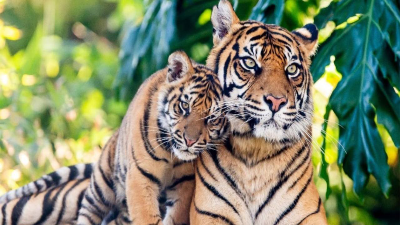 Día internacional del tigre