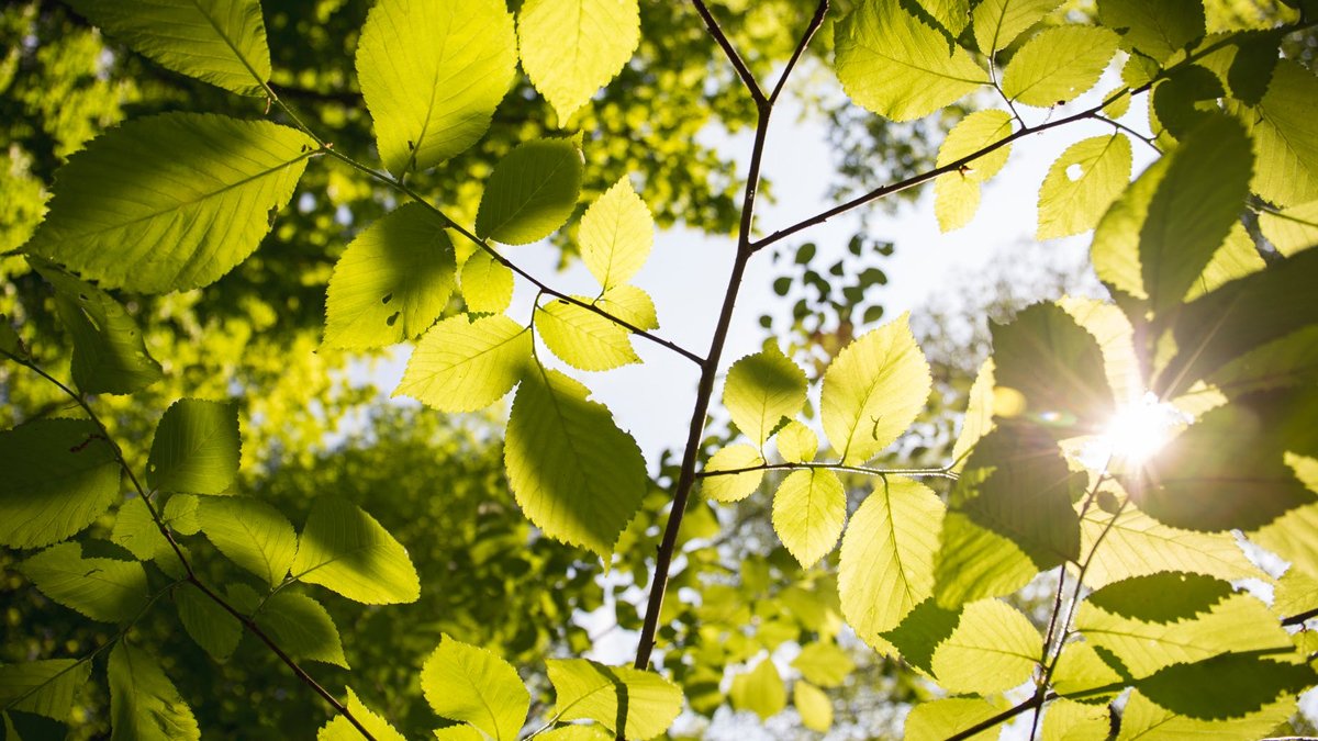 Impulsan la creación de un programa intersecretarial de salud ambiental