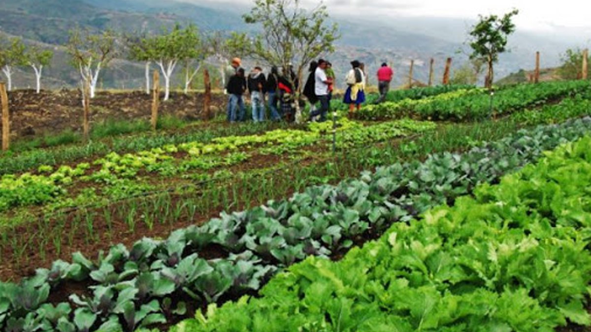 Proponen el enfoque agroecológico para superar el rezago social en comunidades indígenas Proponen el enfoque agroecológico para superar el rezago social en comunidades indígenas
