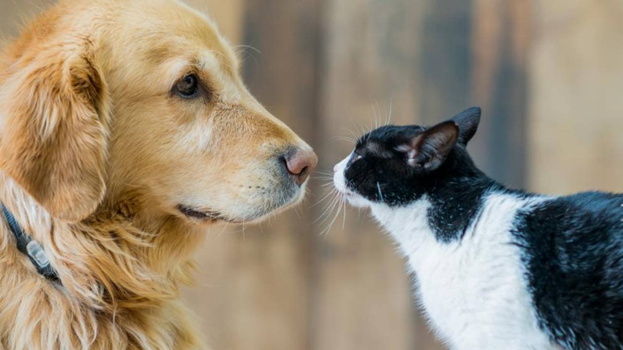 ¿Cómo lograr un match perfecto entre perros y gatos? match perros y gatos
