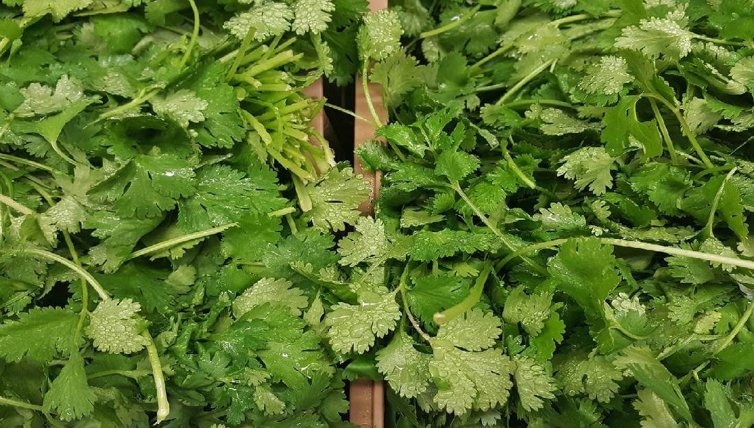 Los beneficios del té de cilantro