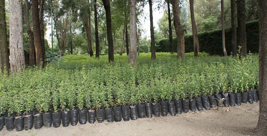 Agua de Puebla cuenta con más de 21 mil plantas en el Vivero de Apetlachica