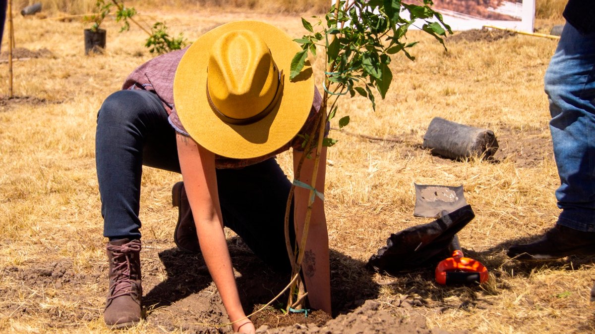 Trabajan en reforestación de bosques de Puebla