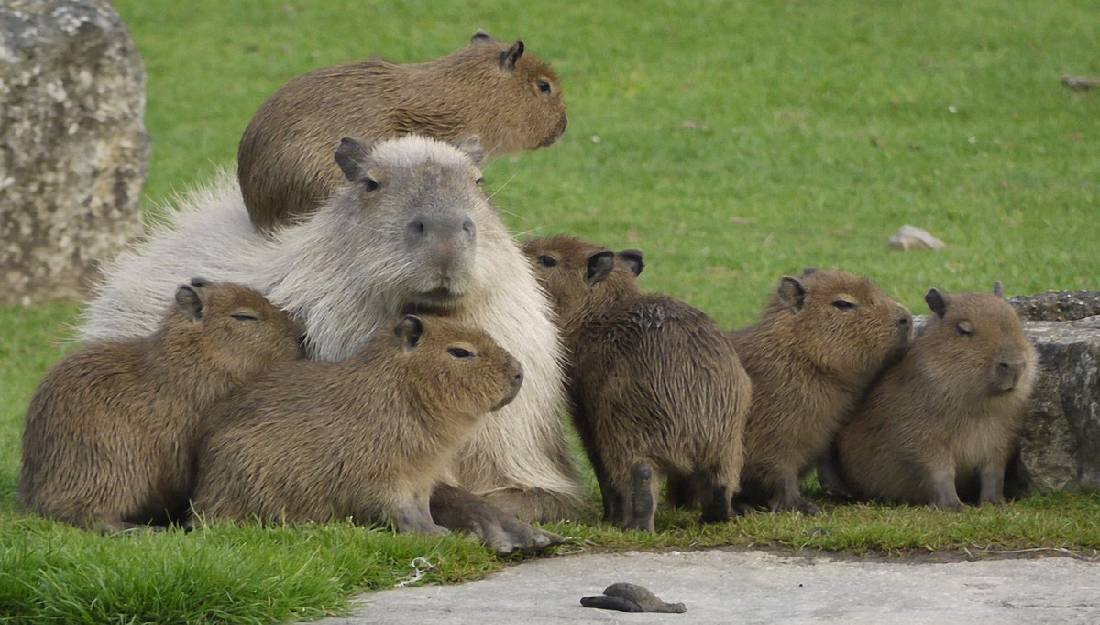Capibara, el animal más amistoso del mundo - Revista Ùnica
