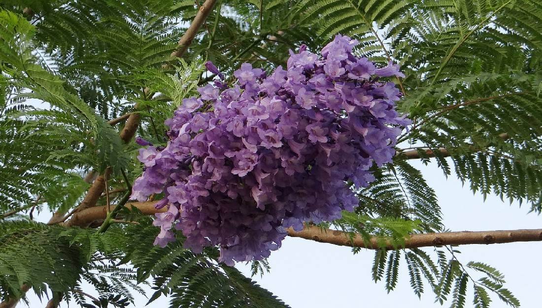 Las propiedades medicinales de las jacarandas