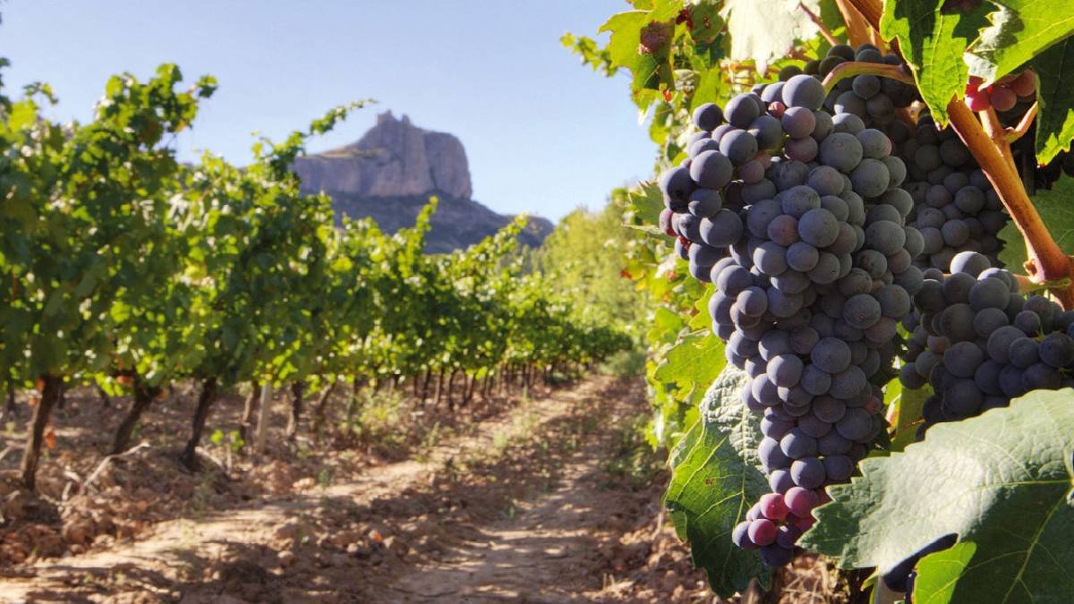 Ruta del vino