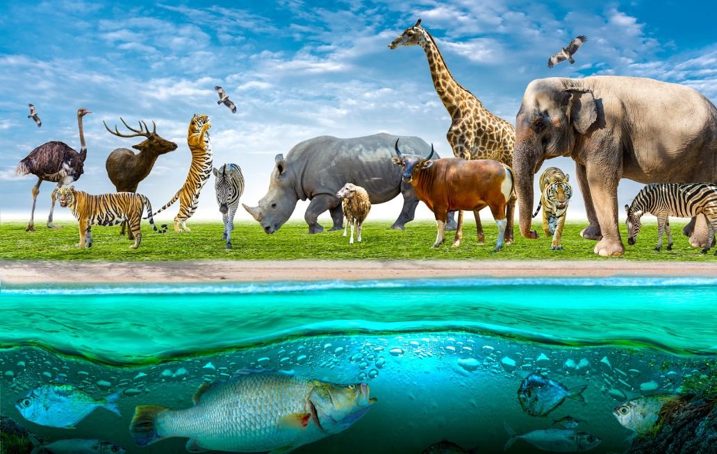 vida silvestre