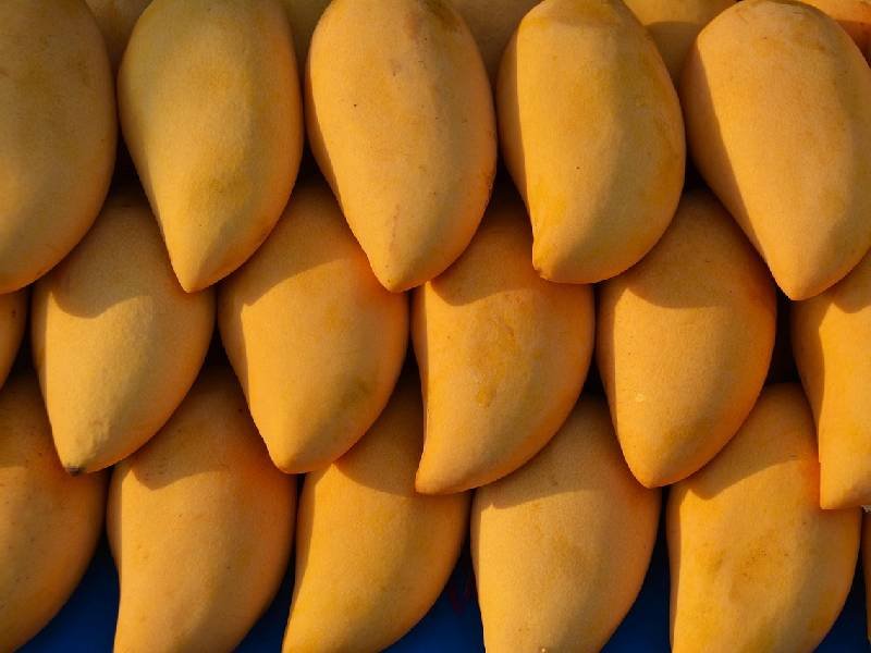 el mango es considerado