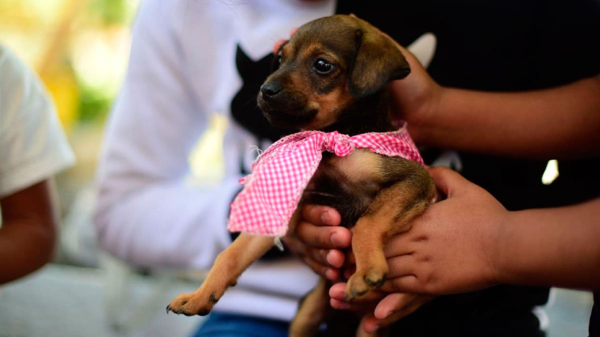 Mantiene Ayuntamiento de Puebla servicios del departamento de Protección Animal Mantiene Ayuntamiento de Puebla servicios del departamento de Protección Animal