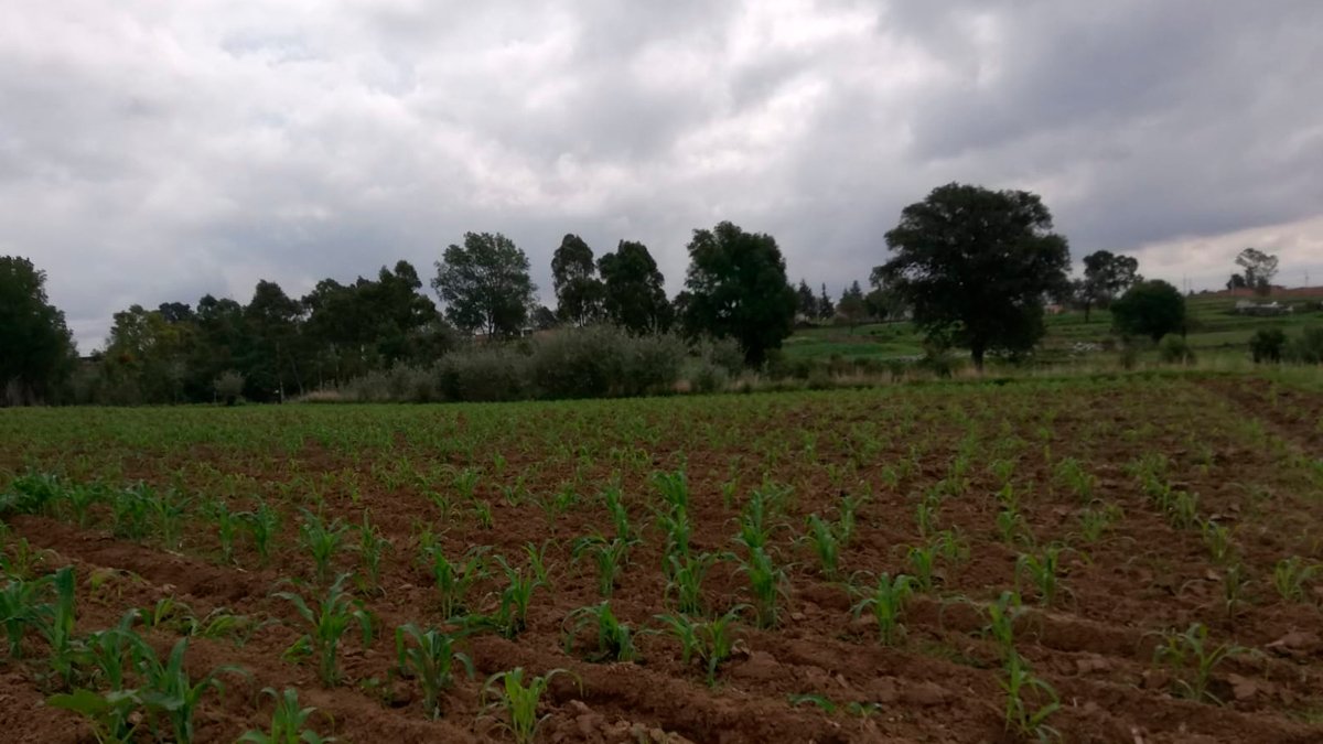 Indemniza gobierno de Puebla a siete productores afectados por el socavón