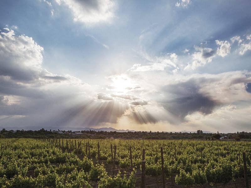 México sede del 43 Congreso Mundial del Vino 2022