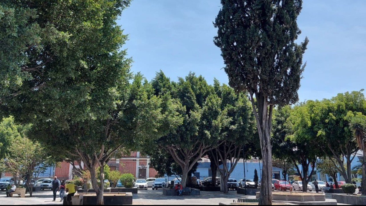 Ayuntamiento de Puebla inspecciona más de 339 árboles al mes en pro de la conservación de la biodiversidad Ayuntamiento de Puebla inspecciona más de 339 árboles al mes en pro de la conservación de la biodiversidad