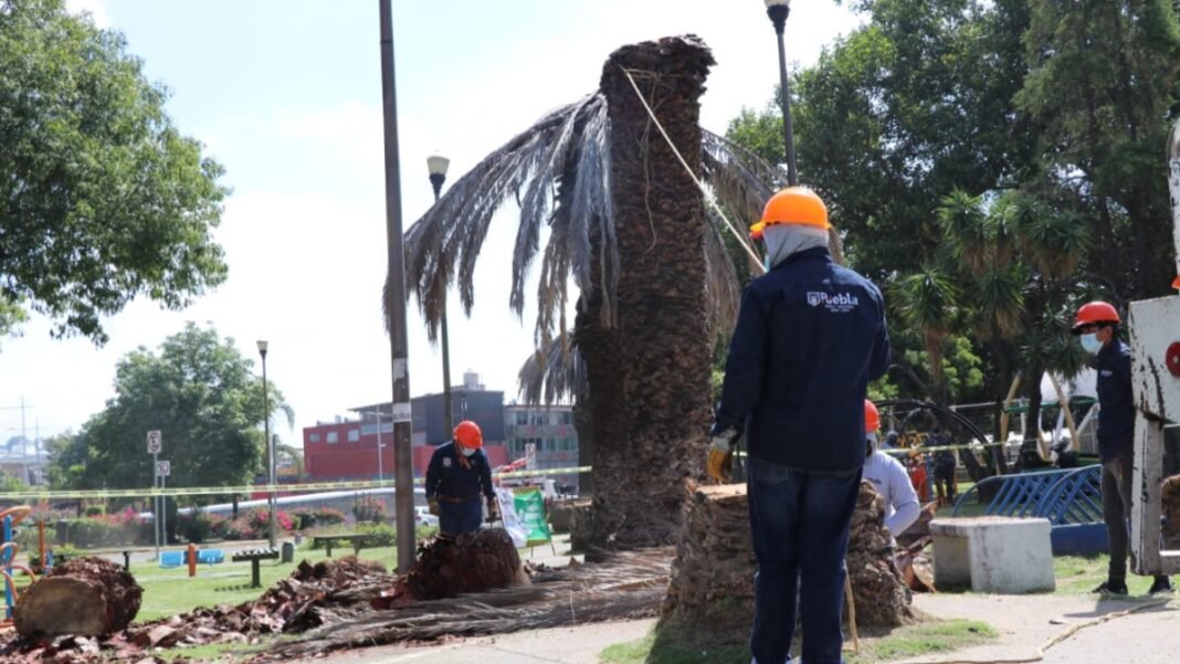 Asegura Ayuntamiento que derribó 12 palmeras muertas por enfermedad del Amarillamiento Letal de la Palma Asegura Ayuntamiento que derribó 12 palmeras muertas por enfermedad del Amarillamiento Letal de la Palma