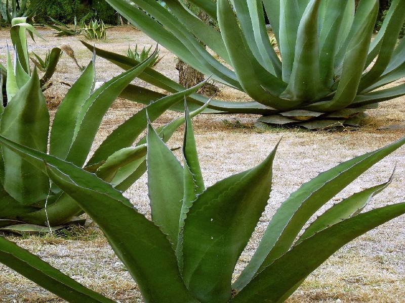 pulque