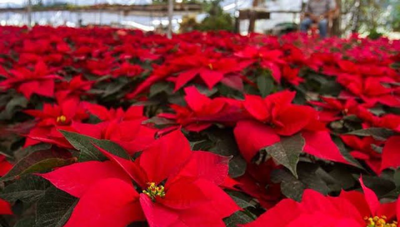 Compra Congreso de Puebla flores de nochebuena a productores de Atlixco Compra Congreso de Puebla flores de nochebuena a productores de Atlixco