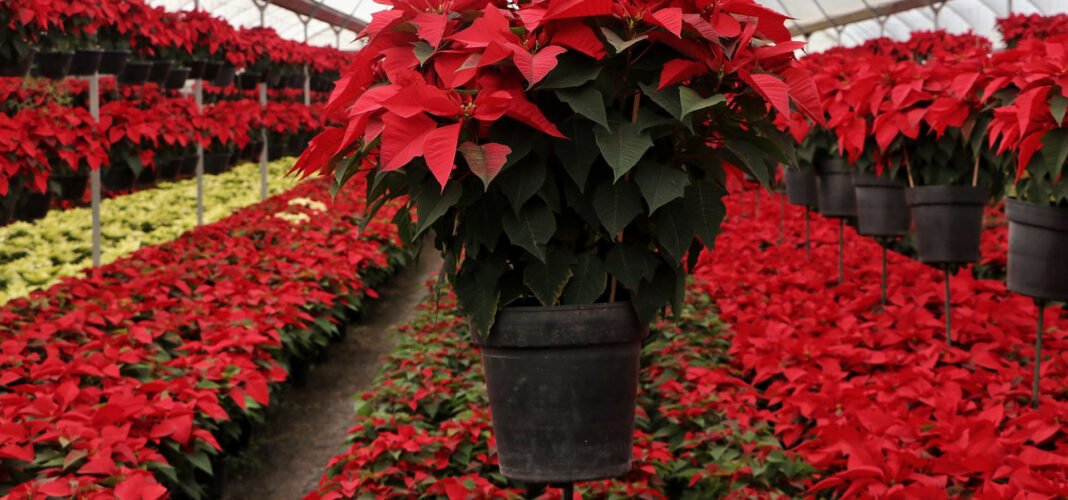 Presenta temporada 2021 de flor de nochebuena Presenta temporada 2021 de flor de nochebuena