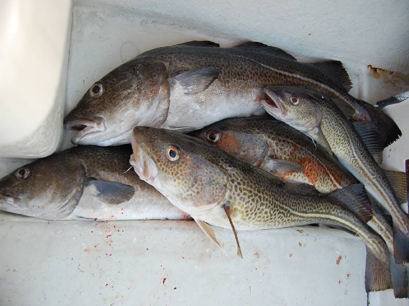bacalao