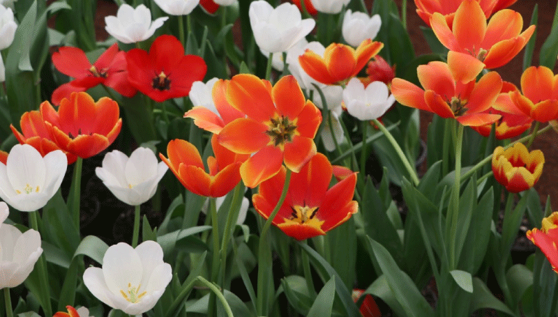 Inicia la temporada de tulipán con productores de Atlixco Inicia la temporada de tulipán con productores de Atlixco