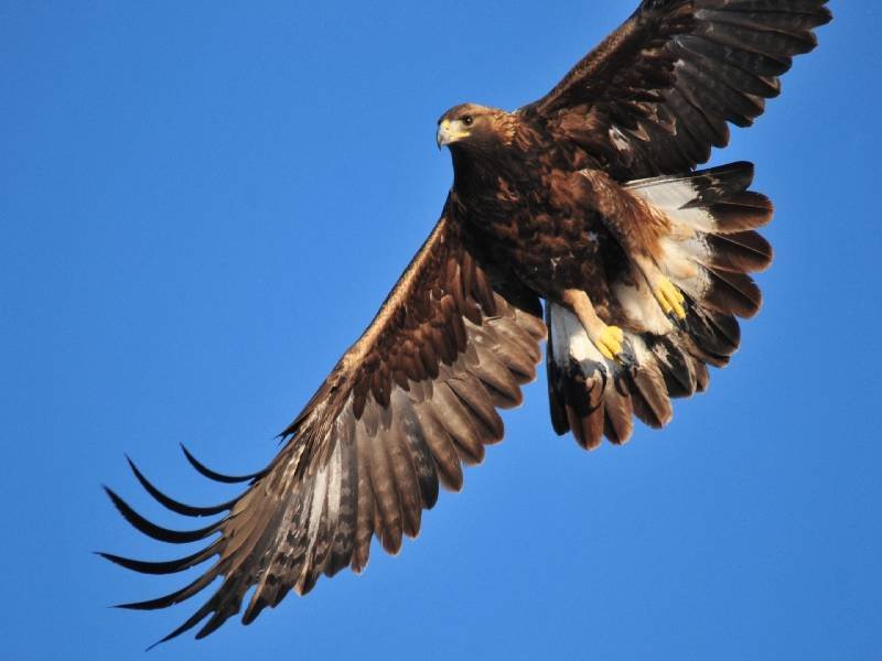 protección águila real
