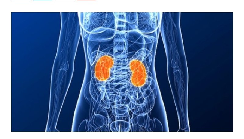 Celebran en Puebla el Día Internacional del Riñón Celebran en Puebla el Día Internacional del Riñón