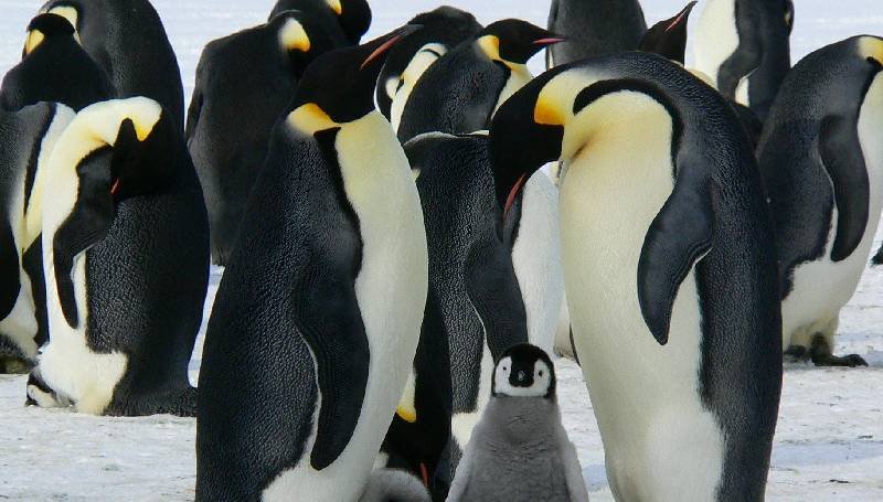 Día Mundial de los Pingüinos