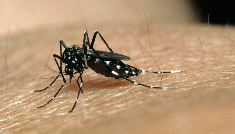 Reporta Salud un caso de dengue en la mixteca Reporta Salud un caso de dengue en la mixteca