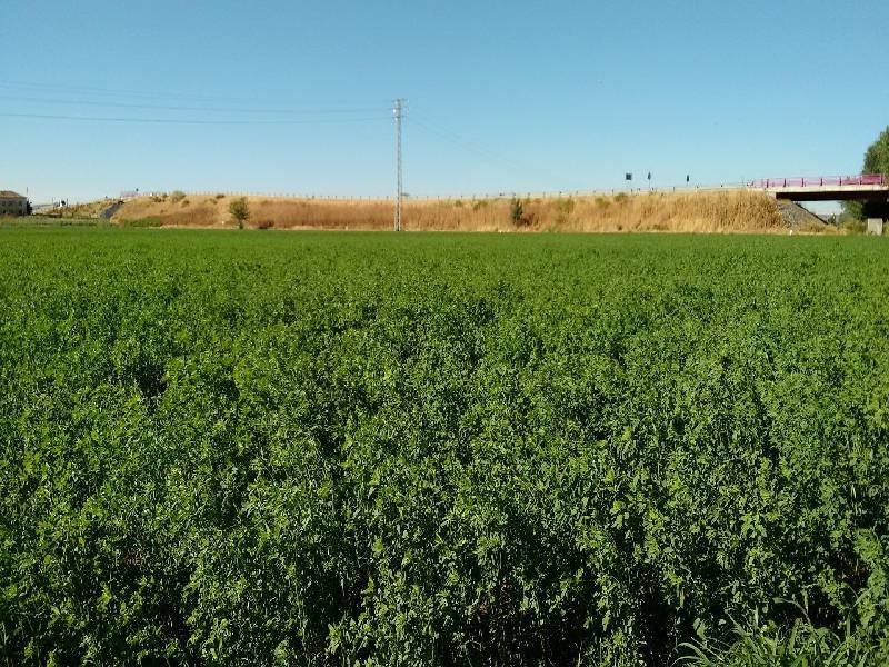 alfalfa