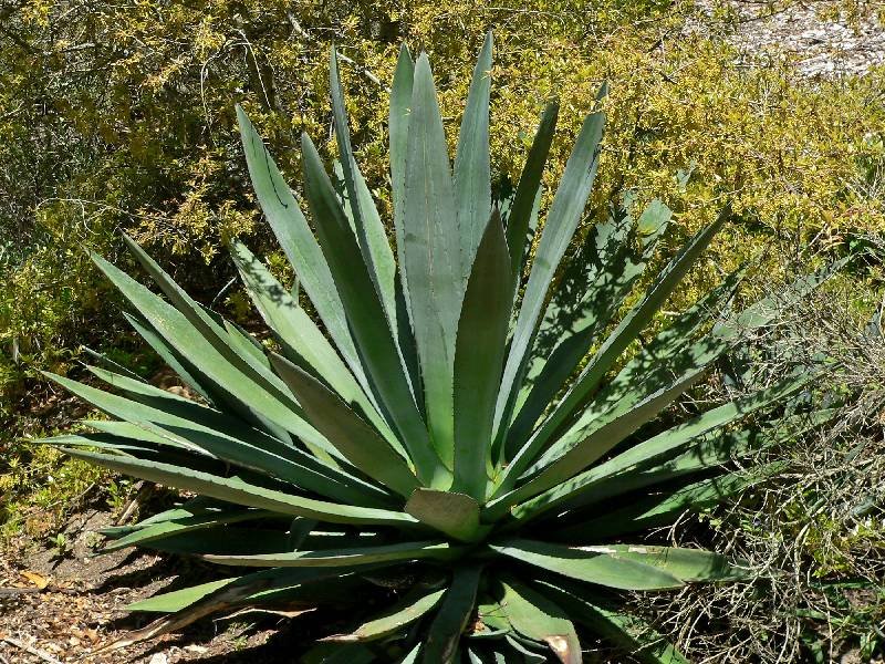 bacanora