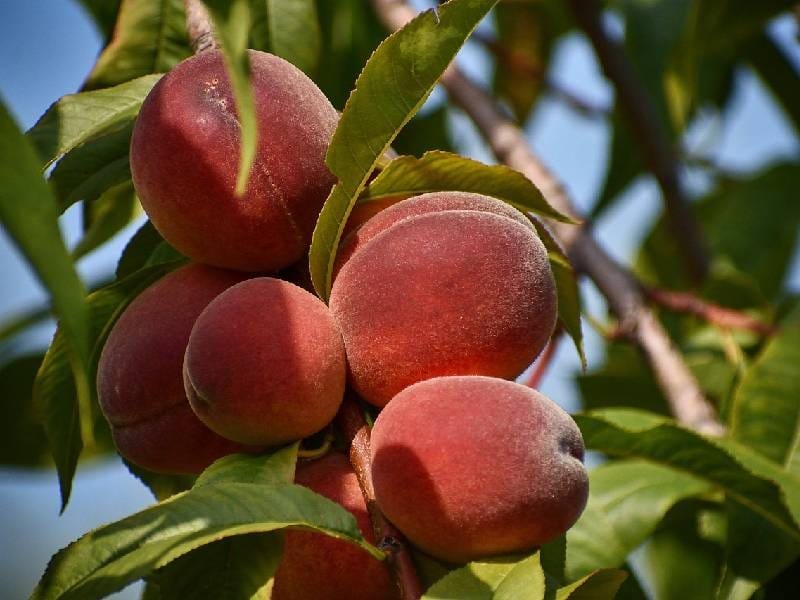 esta sera tu fruta