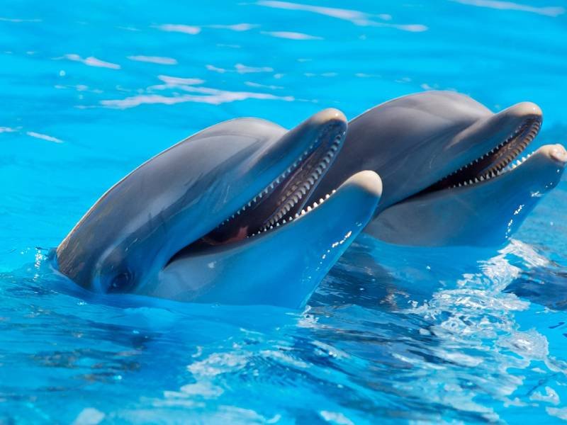 DELFINES