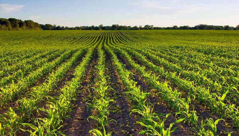 Realizará INEGI el censo agropecuario 2022 de septiembre a noviembre