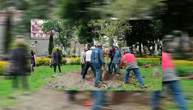 Comienza la restitución de árboles en el zócalo de Puebla Comienza la restitución de árboles en el zócalo de Puebla