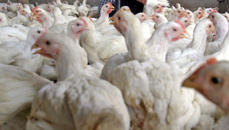 Puebla, libre de la gripe aviar