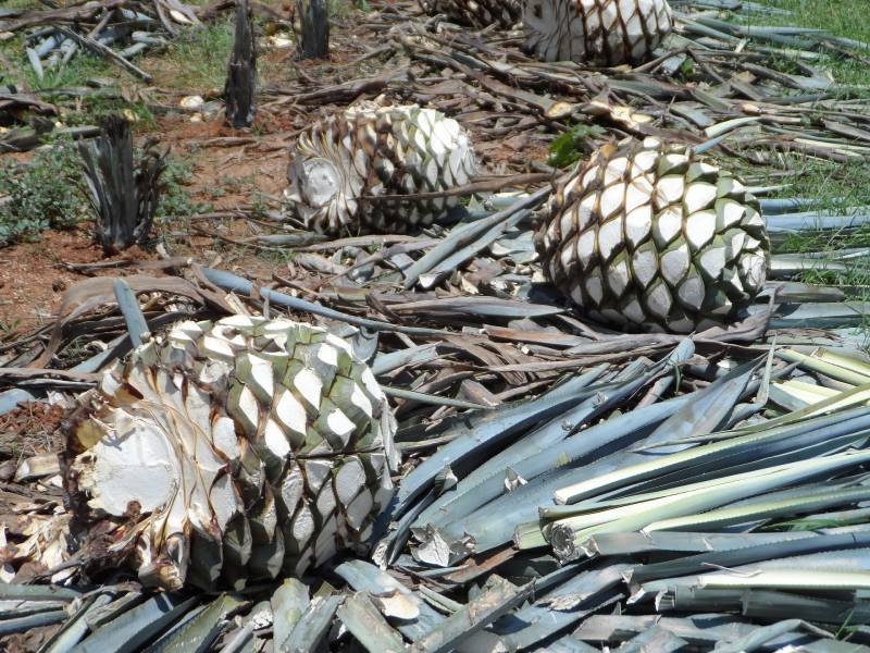 agave