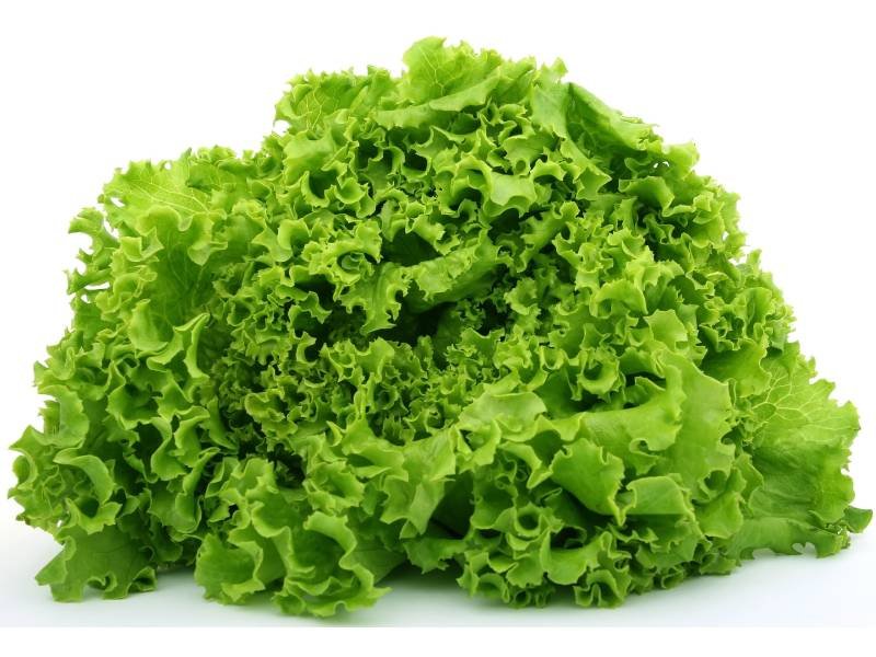 dieta de plantas 2