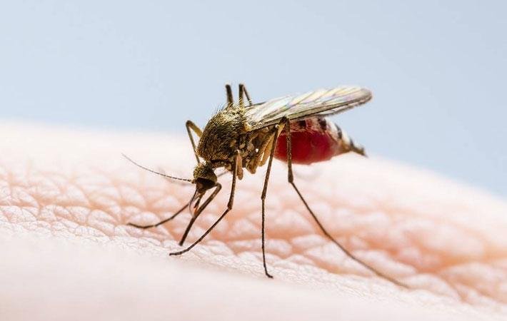dengue