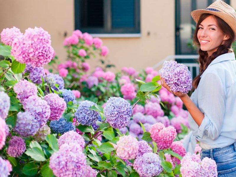 Hortensia o Hydrangea